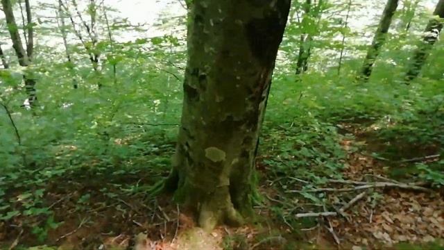 Тихе полювання в Італійських Апеннінах. Білі гриби 2020. Тихая охота. Боровик. Белые грибы 2020