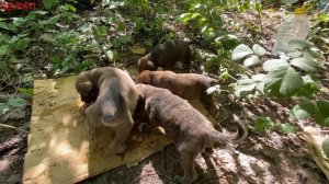 Sesimizi Duyunca Koşa Koşa Geldiler | Yeni Atılmış Terrier Bulduk | Yol Kenarında Yavru Köpek Buldu