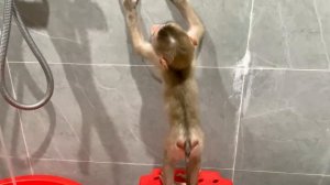 Monkey Puka takes off his clothes and Poops in the Toilet without Mom's help