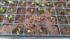 Осеннее черенкование хризантемы. Сравнение 2-х видов укоренения.