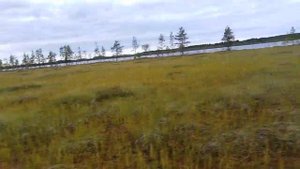 Гусеничный болотоход, по болоту как по асфальту.