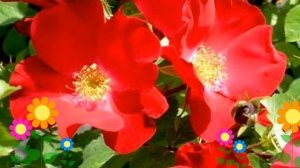 Роза парковая Робуста (Robusta). Краткий обзор, описание характеристик, где купить саженцы