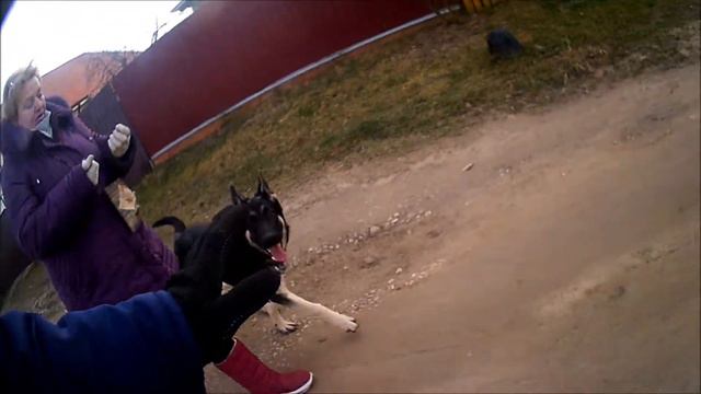 Овчарка (ВЕО) Марго 6 месяцев, закладываем основы правильного поведения на улице смотреть онлайн