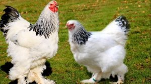 Куры и Петух Брама.Американки с Азиатской внешностью.