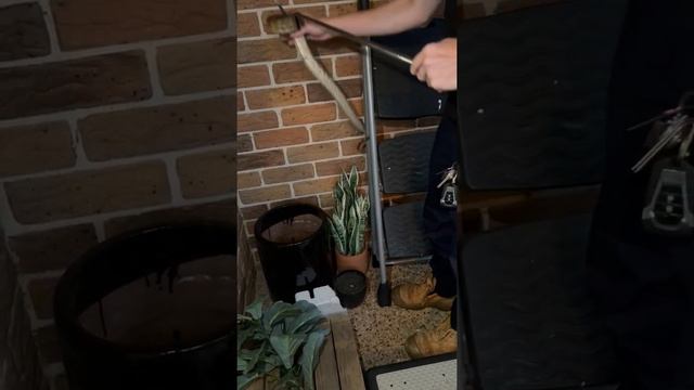 Carpet python relocated from locals pot plant!