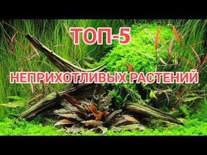 ТОП-5 НЕПРИХОТЛИВЫХ АКВАРИУМНЫХ РАСТЕНИЙ
