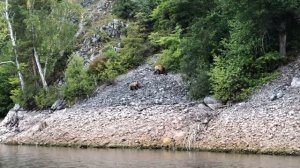 Семья медведей в национальном парке «Башкирия» Юмагузинское водохранилище, 2-ая часть.