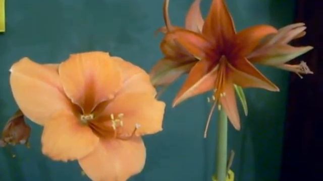 Rilona crossed with Bogota Amaryllis Hippeastrum bulb смотреть онлайн