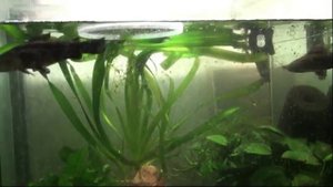 нерест таракатумов