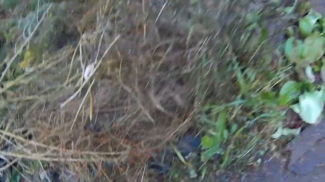 лилейники на севере дача под Архангельском смотреть онлайн