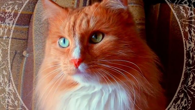 Посланец Богини БАСТЕТ наполняет Энергией ЛЮБВИ и УДАЧИ смотреть онлайн