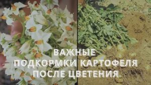 Больше картофеля вкусного и полезного - Все подкормки после цветения для очень богатого урожая.