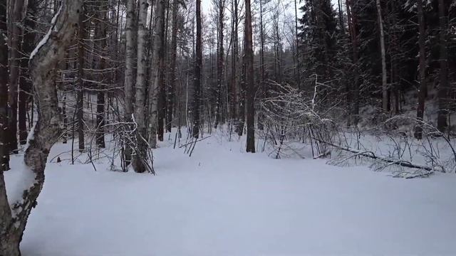Голод. Зимний лес. Выживание в лесу. Всеволожск. Турпоход. Дятел.Черный ястреб. Джип Тур. смотреть онлайн