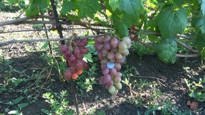 ГФ винограда Дженифер 2022  Бурдак А В