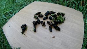 Ручейник-насадка для ловли рыбы.Как выглядит. Где и как поймать (Будни охотника и рыбака)