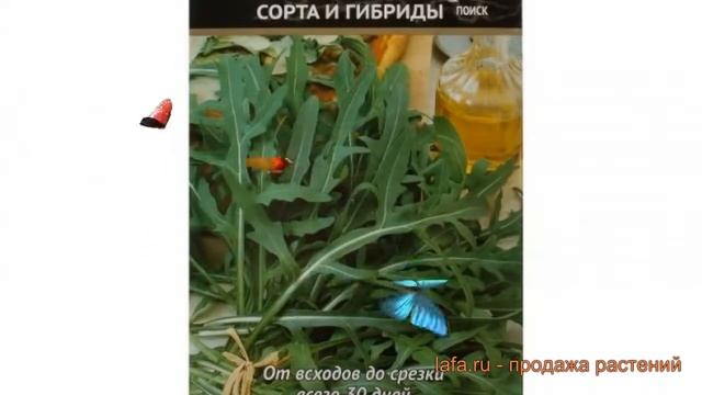 Двурядник тонкая Стрелы Купидона ? обзор: как сажать, семена двурядник Стрелы Купидона смотреть онлайн