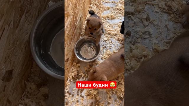 Именно это и происходит в моё отсутствие. Дети навели свои порядки😂 смотреть онлайн