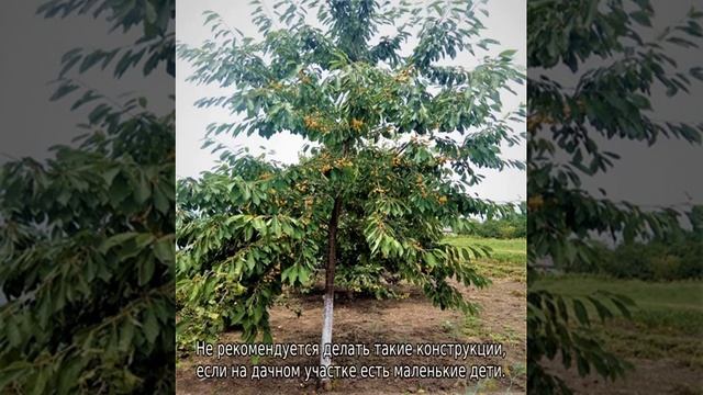 Как собрать черешню на высоком дереве