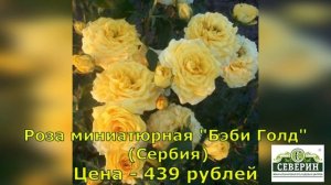 Шикарные сорта миниатюрных розы!!! Полезные советы по уходу за ними!!!