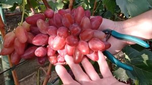 @Виноград Казанова. Новый виноград. Хороший виноград