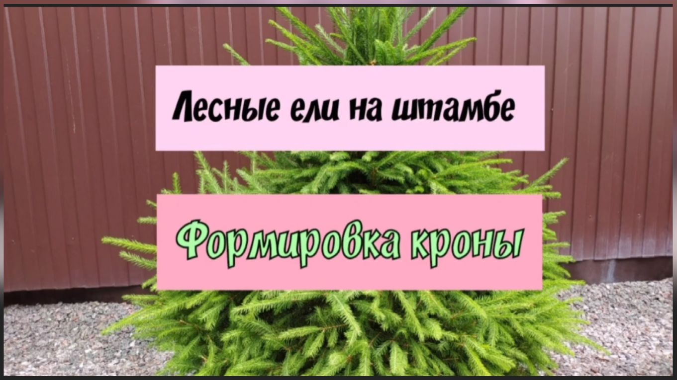 Лесные ели на штамбе.Формировка кроны.