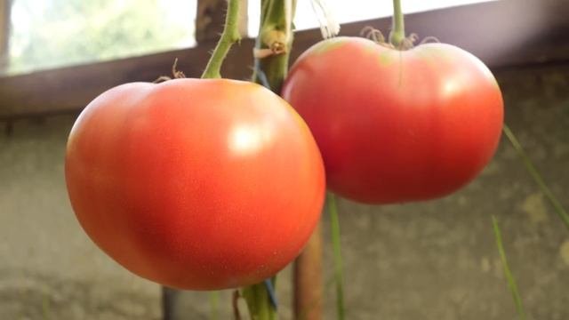 ЭТИ СОРТА СТОИТ ПОСАДИТЬ! 5 СОРТОВ С ОТЛИЧНЫМ ВКУСОМ!