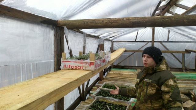 ТЕПЛИЧНЫЙ БИЗНЕС С НУЛЯ!!! НАЧАЛО. БИЗНЕС НА РАССАДЕ!!!