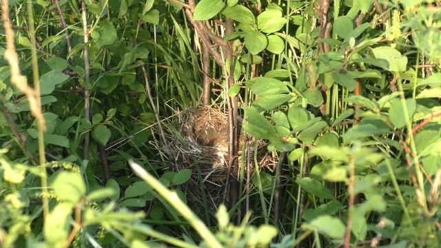 Славка серая 160616 8 у Марковых 0624 Pa770 кормежка, и звук затвора фотоаппарата смотреть онлайн