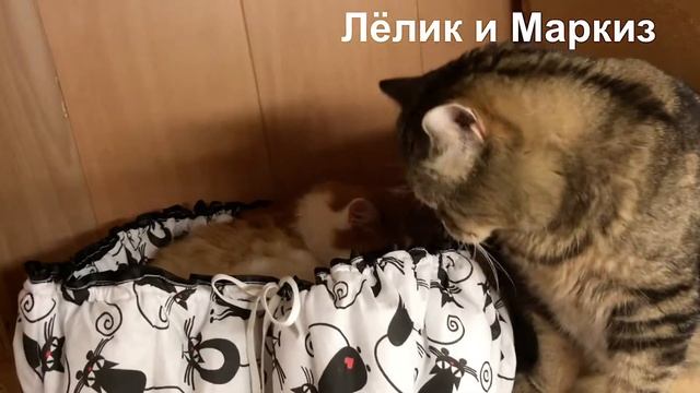 Очень нужный подарок (приют для котиков г. Снежинск)