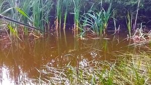 ЖОР КРУПНОГО КАРАСЯ ПРОСТО БЕШЕНЫЙ КЛЁВ !!! Рыбалка на поплавочную удочку .