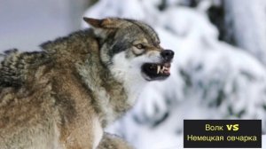 ВОЛК против НЕМЕЦКОЙ ОВЧАРКИ / КТО ПОБЕДИТ ?