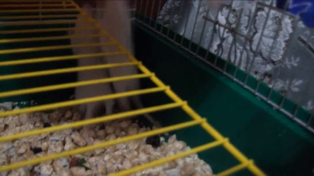 Domestic rats. Rats. 3 weeks. смотреть онлайн