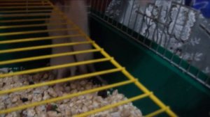 Domestic rats. Rats. 3 weeks.