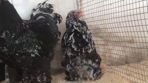 Куры породы Брама, мраморный окрас