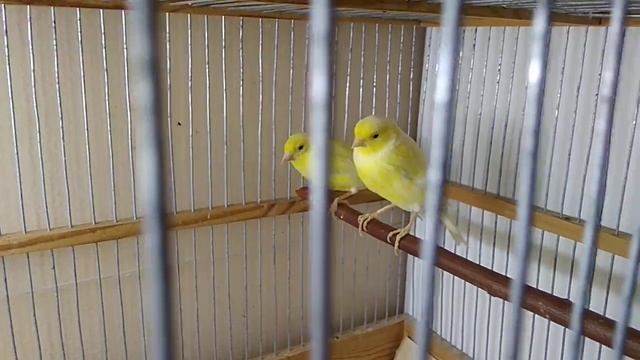 Как определить возраст канарейки. смотреть онлайн