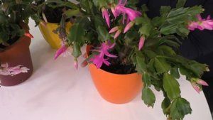 ШЛЮМБЕРГЕРА (РОЖДЕСТВЕННИК). КАК ДОБИТЬСЯ ЦВЕТЕНИЯ. Мои цветы. Мой опыт.