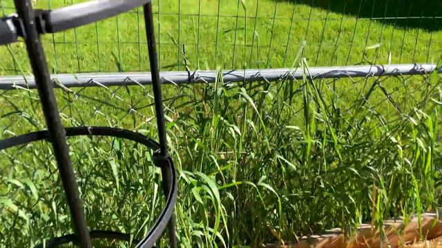 Early June Perennial & Vegetable Garden Tour смотреть онлайн