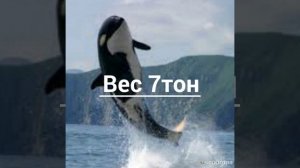 Белая акула против Косатки кто самый сильный?