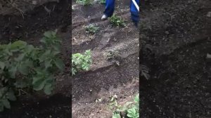 Насадка культиватор на триммер