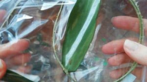 Хойи ИЗ ПОСЫЛКИ №1 / Распаковка посылки с хойями  (весна 2019)