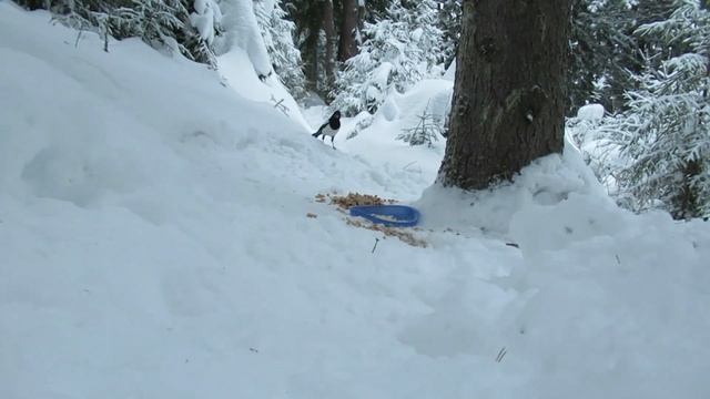 №2891 19 12 2022 Сойки или сороки смотреть онлайн