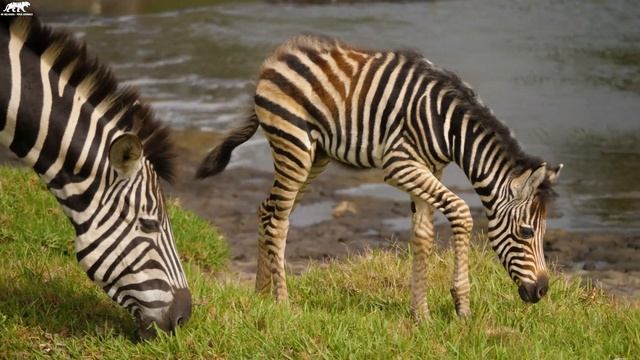 Cute Baby Animals 4K UltraHD - Amazing World Of Young Animals With Relaxing Music смотреть онлайн