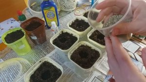 Посев семян перца под вермикулит.