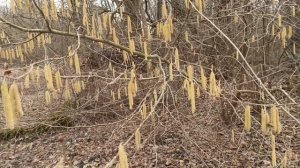 Пчелы понесли пыльцу в большом количестве с лещины.Пасека оживает. Пчелы начали