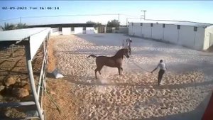 Нападение лошади на выводчика.