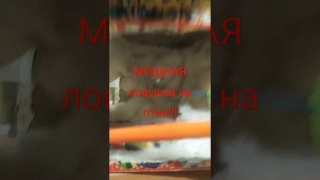 мощная ловушка на птиц 100%сработает ,подпишись на канал вышлю   видео практика на воробьях