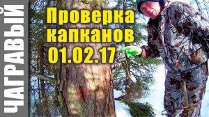 Проверка капканов на куницу 01.02.17