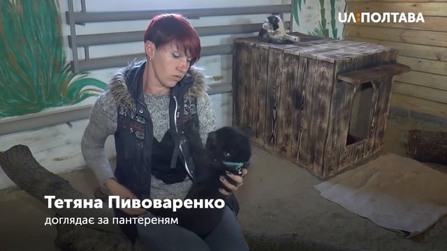 Пантереня, яке народилося в екопарку «Ковалівка», вигодувала своїм молоком домашня кішка