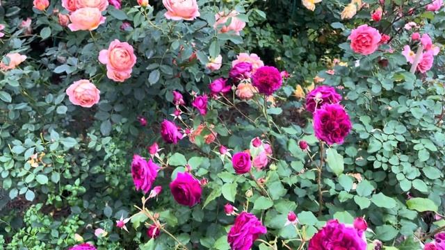 Как, когда и чем я закрываю свои розарии на зиму? Основные причины выпревания, подмерзания роз.. смотреть онлайн