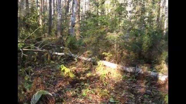 охота на зайца смотреть онлайн